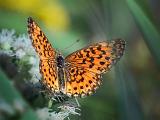Silver-bordered Fritillary Butterfly_54376